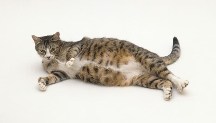 nguyên nhân khiến mèo bị mang thai giả