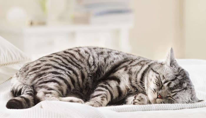 dấu hiệu nhận biết mèo bị mang thai giả