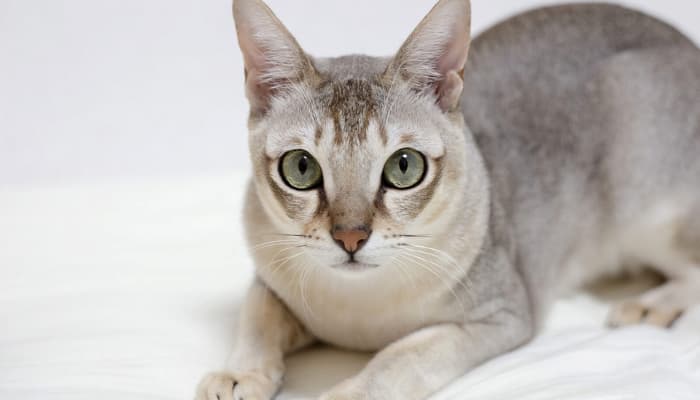 cách điều trị mèo bị mang thai giả như thế nào