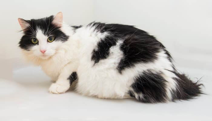 Dấu hiệu nhận biết mèo mang thai giả và cách điều trị