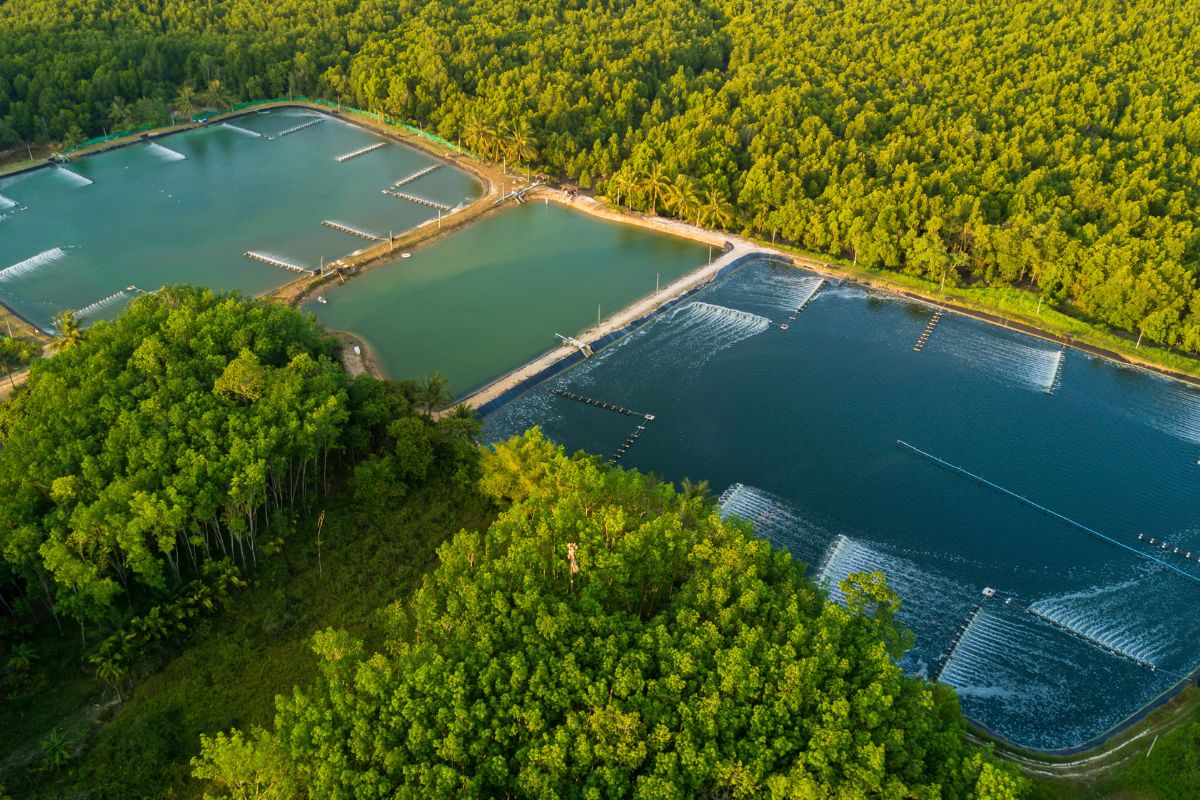 Top 6 tỉnh thành có diện tích và sản lượng nuôi tôm lớn nhất nước ta - Người Nuôi Tôm