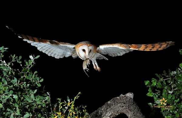 Chim cú mèo bay vào nhà, đậu trước nhà là điềm gì?