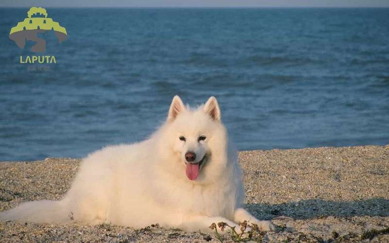 chó samoyed