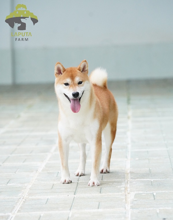 mẹ lux dòng chó shiba inu