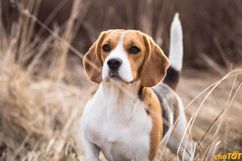 Beagle rất ưa vận động, chạy nhảy