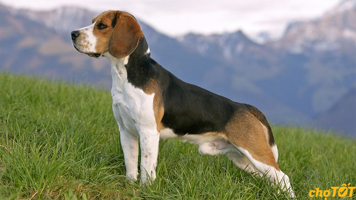 18 chó Beagle thuần chủng khoẻ đẹp thông minh