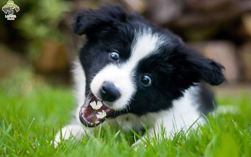 Huấn luyện chó Border Collie
