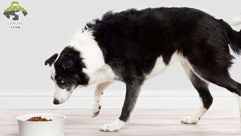 Chế độ dinh dưỡng của chó Border Collie
