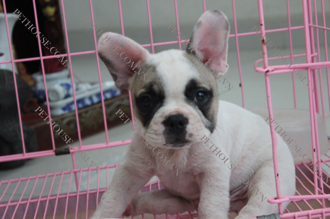 Chó Bull Pháp tại PetHouse