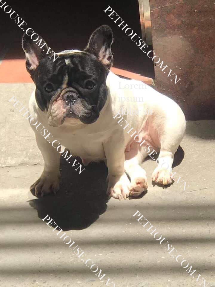 Chó Bull Pháp ( nguồn sưu tầm )