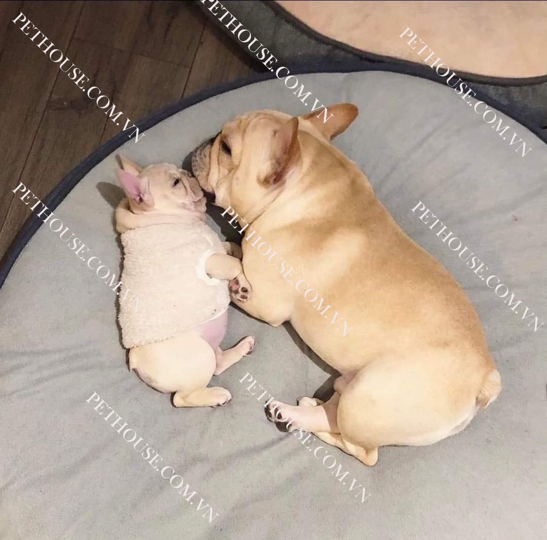 Chó Bull Pháp ( nguồn sưu tầm )