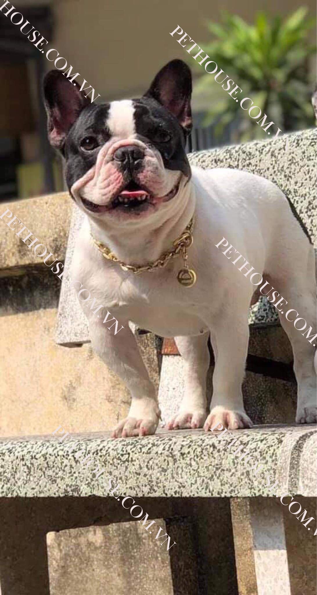 Chó Bull Pháp ( nguồn sưu tầm )