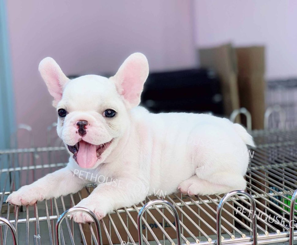 Chó Bull Pháp - Pet House - Cửa hàng thú cưng và phụ kiện