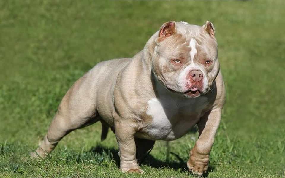 Giá Chó Bulldog Anh