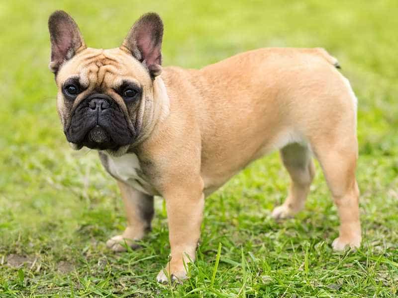 Giá Chó Bulldog Pháp