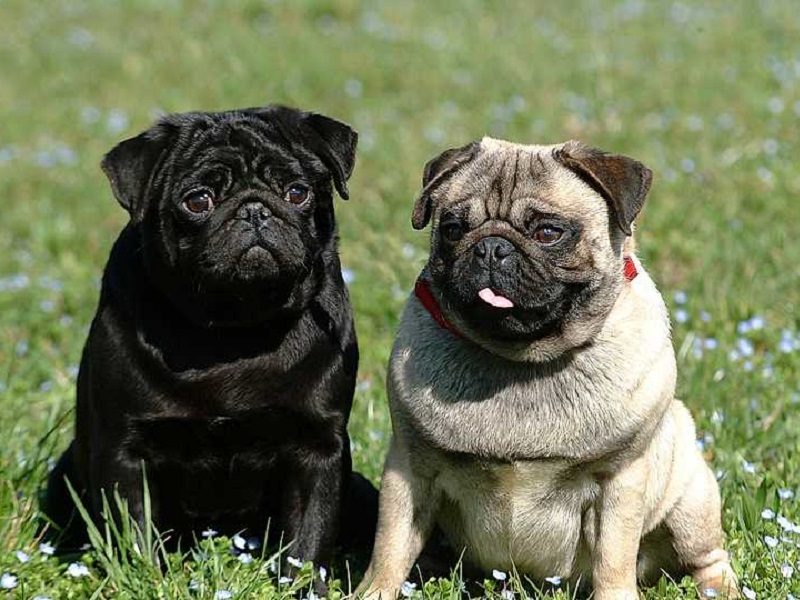 Chó Mặt Xệ Giá Bao Nhiêu?