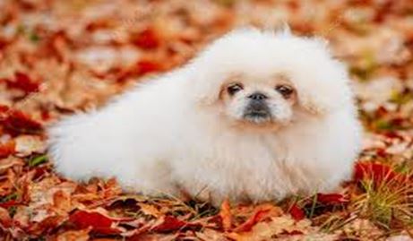 Xuân Mậu Tuất 2018 nhớ lại chuyện một thời kinh doanh chó Nhật