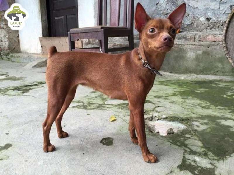 Đặc điểm ngoại hình của chó Phốc Hươu