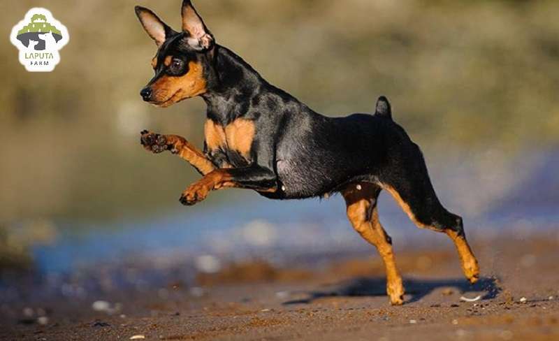 Đặc điểm tính cách của chó Phốc Hươu