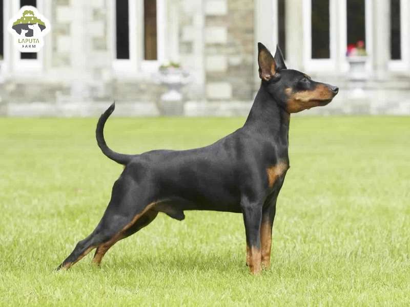 Môi trường sống phù hợp chó phốc hươu