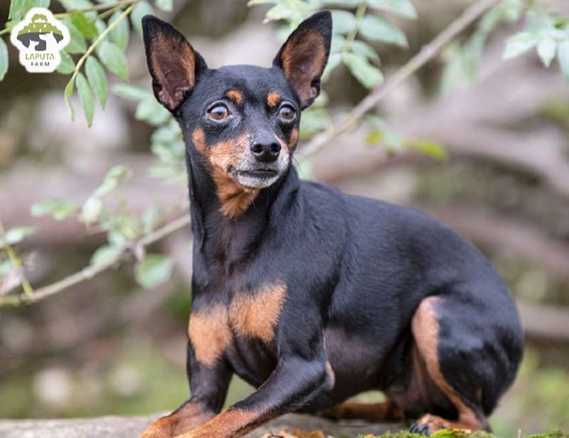 Chế độ dinh dưỡng của chó Phốc Hươu