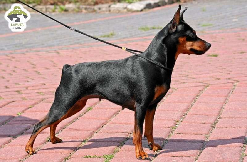 Huấn luyện chó Phốc Hươu