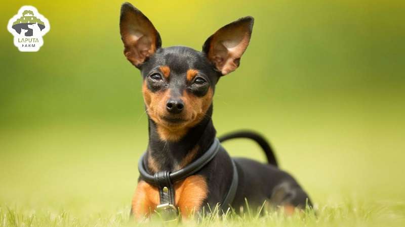 Chó Phốc Hươu giá bao nhiêu