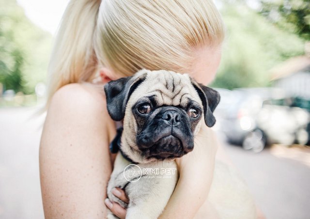 Bé Pug mặt xệ được chủ nhân cưng chiều