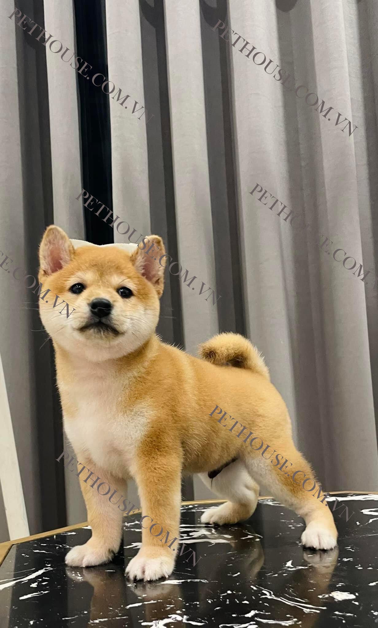 Chó Shiba non ( nguồn sưu tầm )
