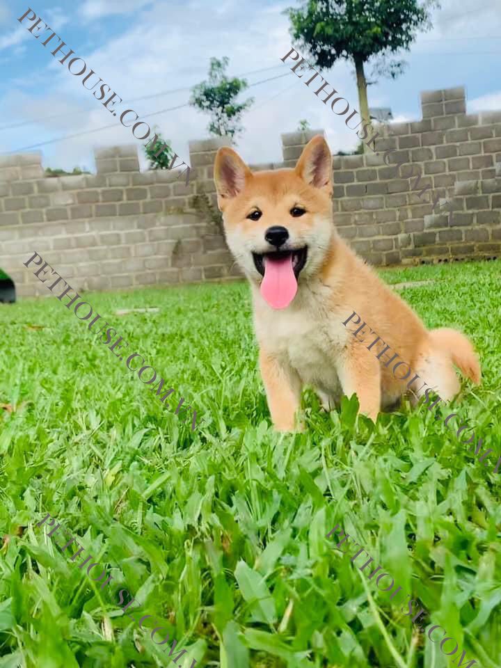 Chó Shiba trưởng thành ( nguồn sưu tầm )