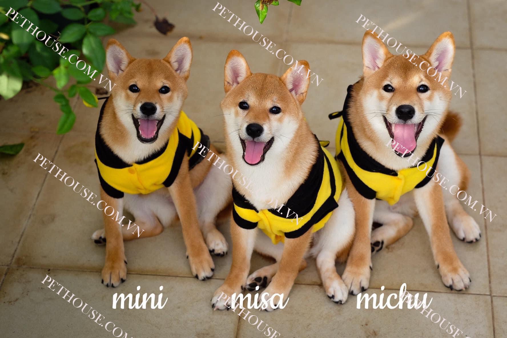 Chó Shiba trưởng thành ( nguồn sưu tầm )