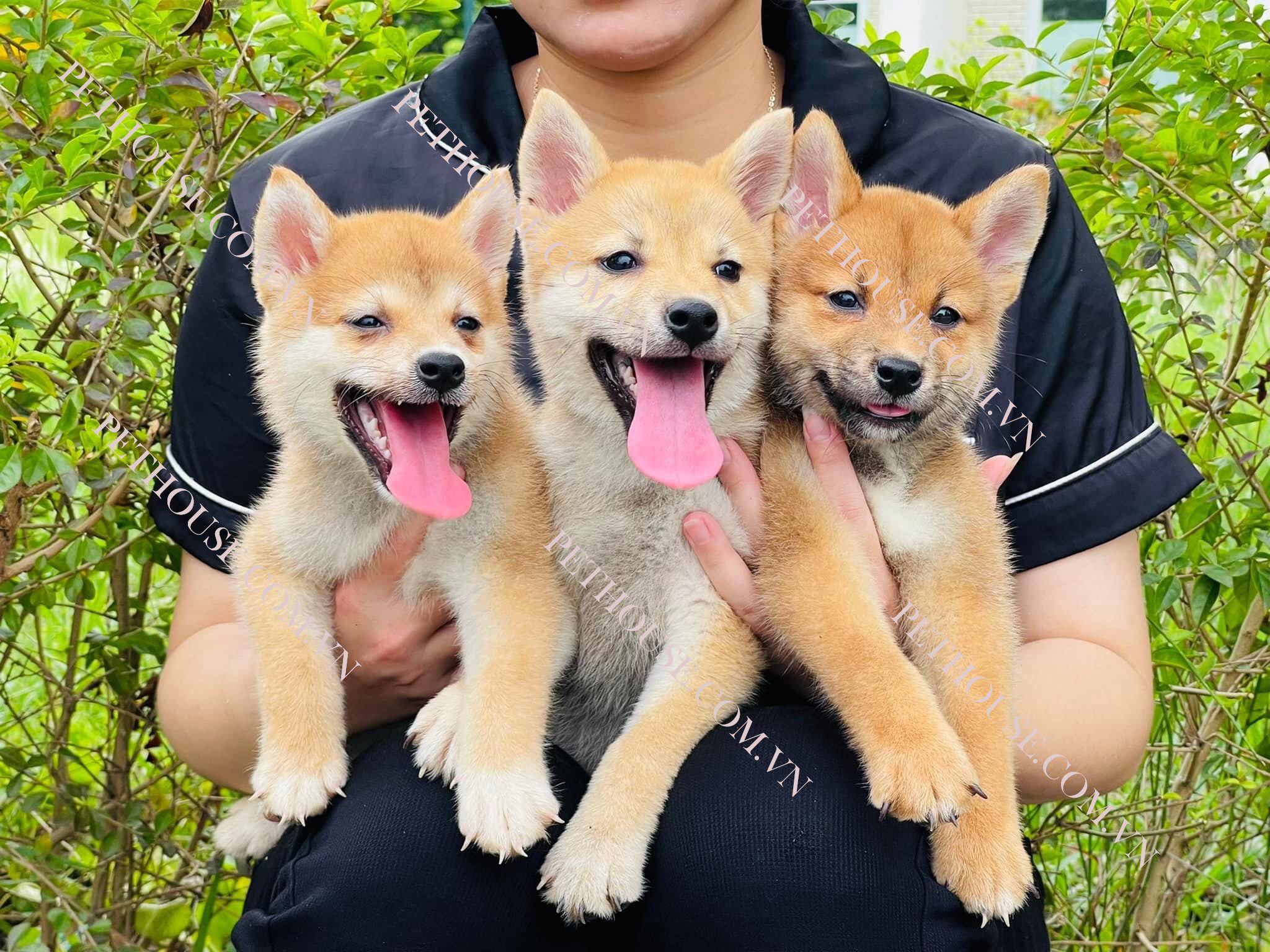 Ảnh chó Shiba ( nguồn sưu tầm )
