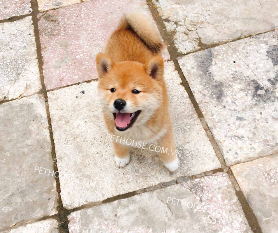 Chó Shiba Inu Thuần Chủng - Giá Tốt, Bảo Hành Sức Khỏe
