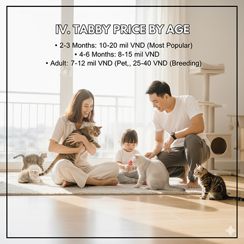 Giá mèo Anh lông ngắn tabby theo độ tuổi năm 2025