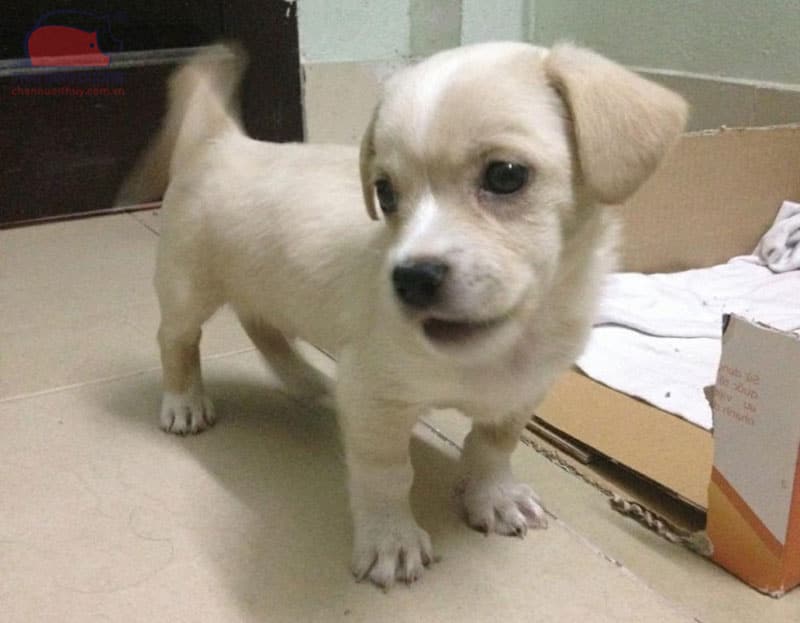 chó cỏ lai nhật