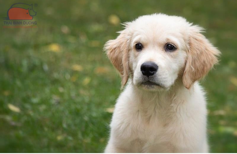 Chó Golden lai