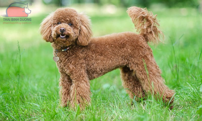 Toy Poodle