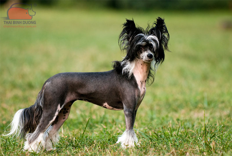 Chinese Crested Dog