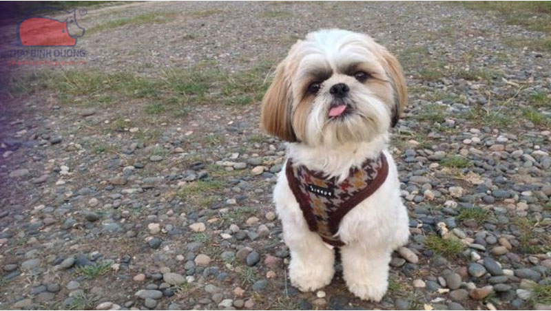 Chó Shih Tzu