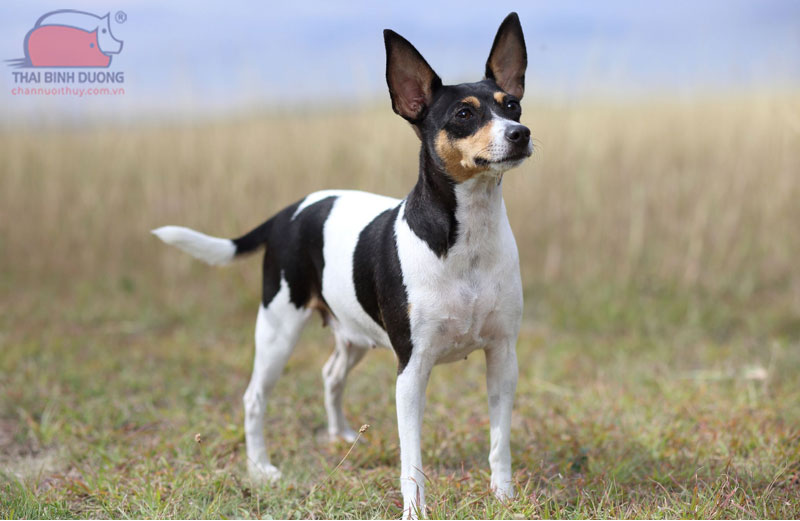 Toy Fox Terrier