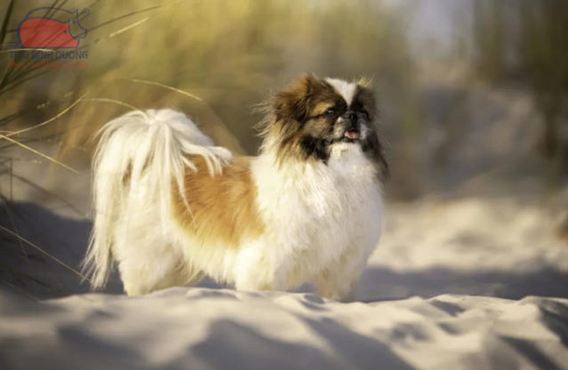 Pekingese