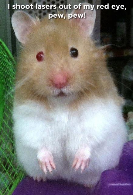 HAMSTER MẮT ĐỎ VÀ HAMSTER MẮT ĐEN CÓ KHÁC GÌ NHAU KHÔNG?