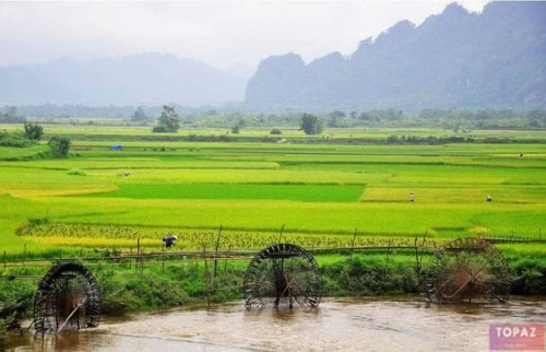 Hình ảnh cánh đồng lúa Thái Bình