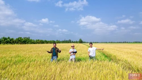 Hình ảnh cánh đồng lúa