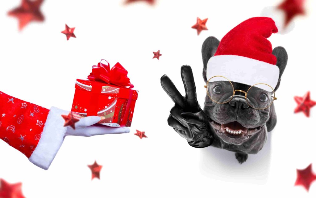 hình ảnh con chó cute