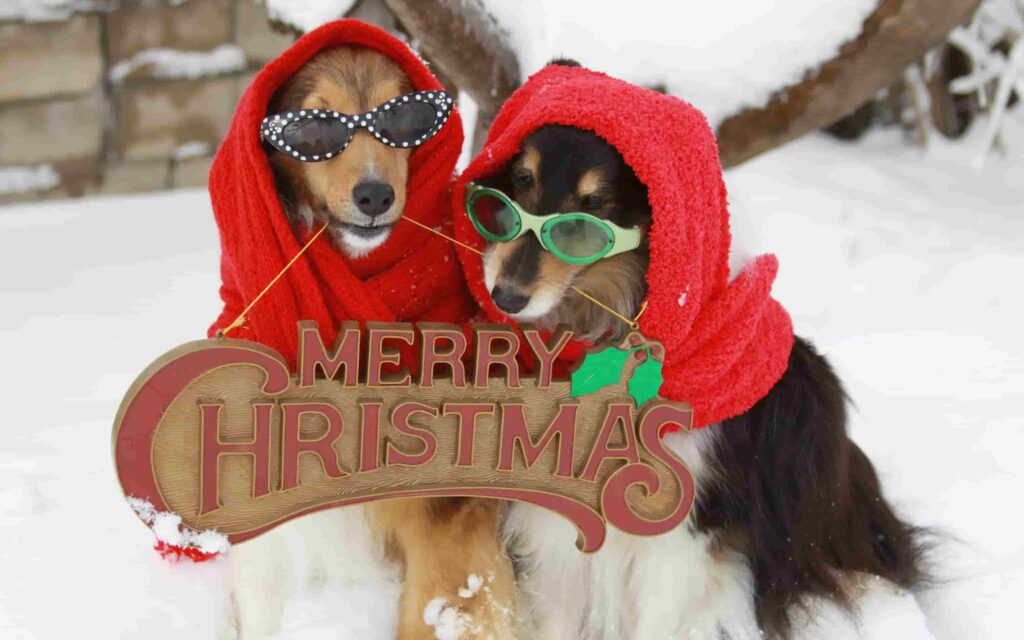 hình ảnh chó husky con