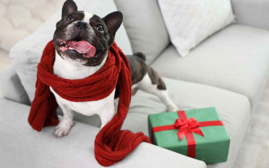 hình nền điện thoại con chó