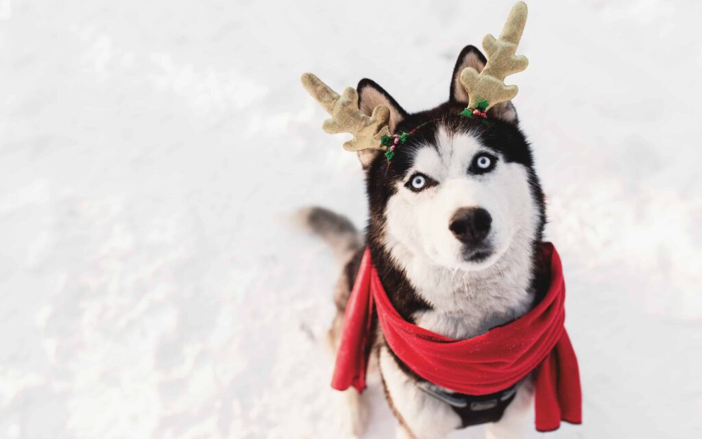 hình nền con chó hoạt hình