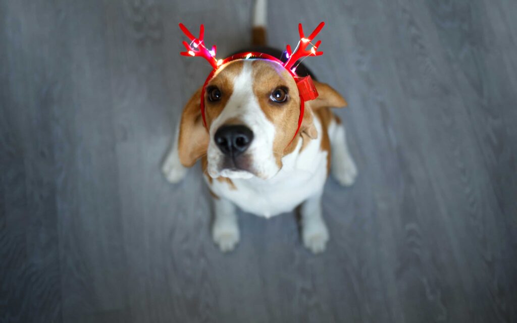 hình ảnh con chó con