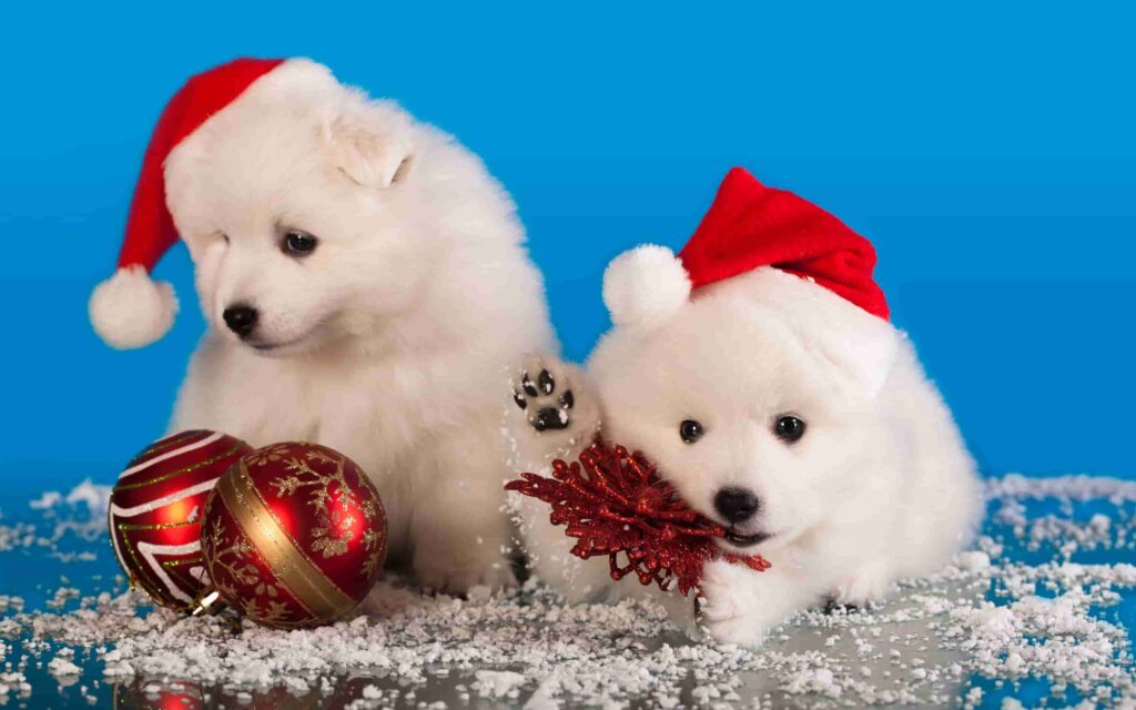 hình con chó dễ thương